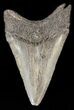 Megalodon Tooth - South Carolina #43590-1
